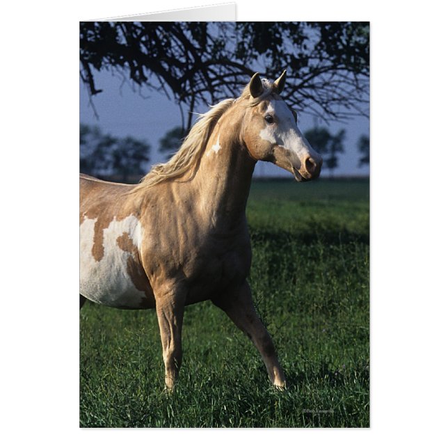 Paint Horse Permanent 2 Hälsningskort (Framsidan)