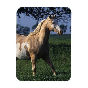 Paint Horse Permanent 2 Magnet