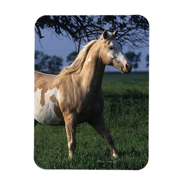 Paint Horse Permanent 2 Magnet (Vertikal)