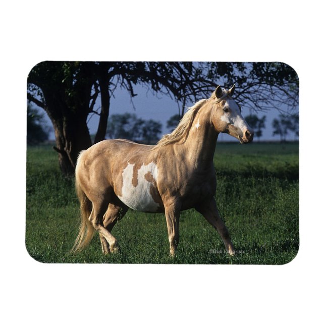 Paint Horse Permanent 2 Magnet (Horisontell)