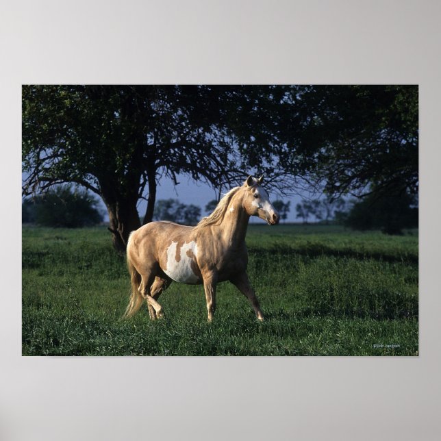 Paint Horse Permanent 2 Poster (Framsidan)