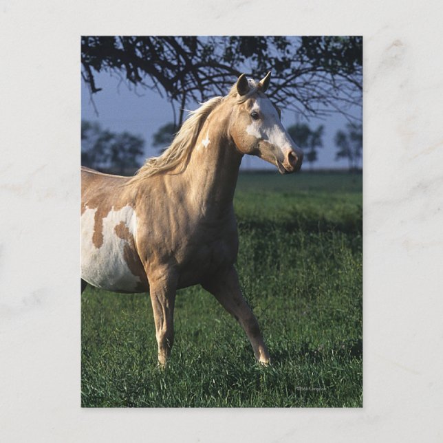 Paint Horse Permanent 2 Vykort (Framsida)