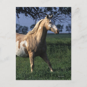 Paint Horse Permanent 2 Vykort