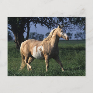 Paint Horse Permanent 2 Vykort