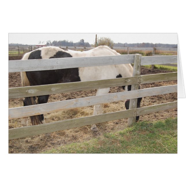 Paint Horse/Pinto Hälsningskort (Framsidan Horizontal)