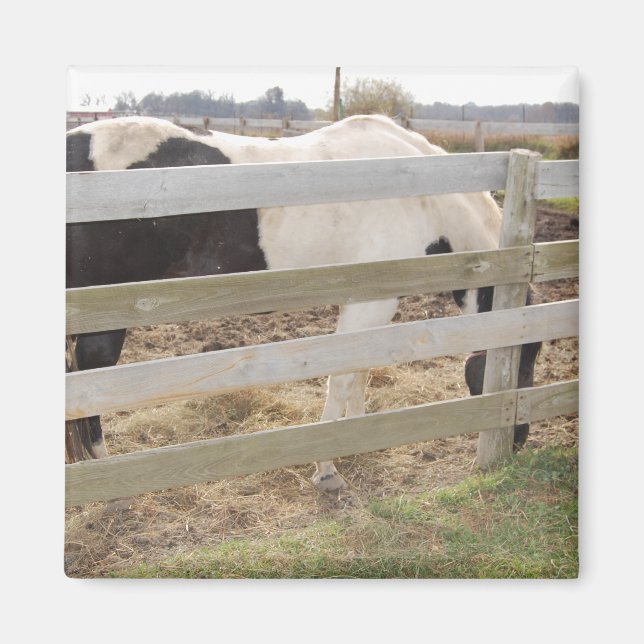 Paint Horse/Pinto Magnet (Framsidan)