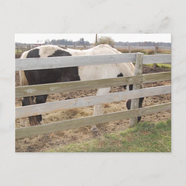 Paint Horse/Pinto Vykort (Framsida)