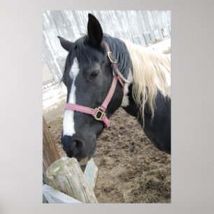 Paint Horse Poster