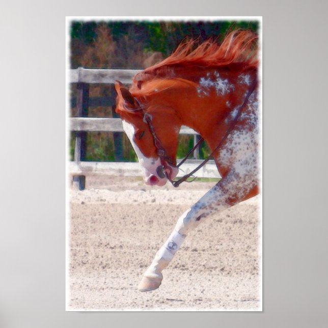 Paint Horse Poster (Framsidan)