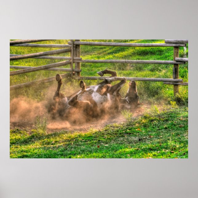 Paint Horse Rolling in Dust Funny Equine Photo Poster (Framsidan)