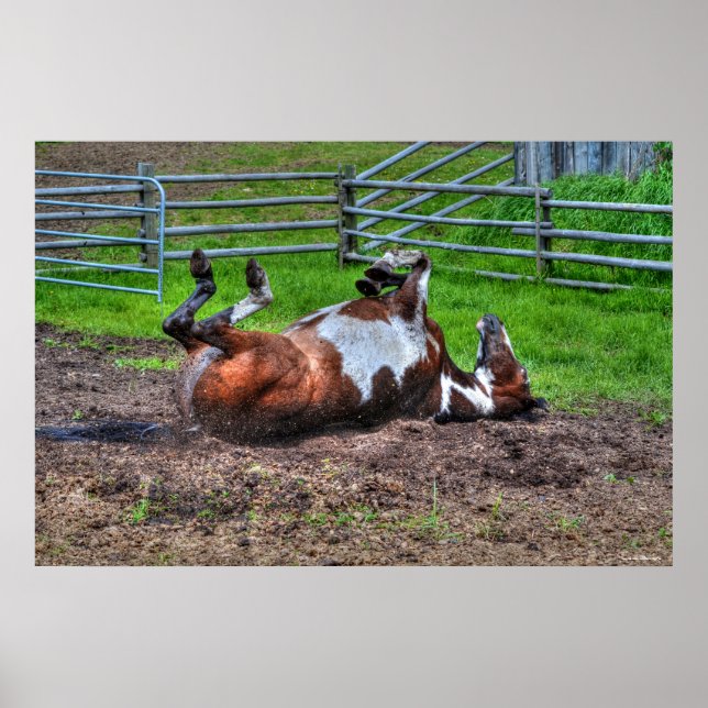 Paint Horse Rolling in Lera Funny Equine Photo Poster (Framsidan)