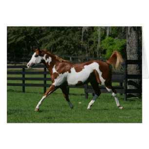 Paint Horse Running 1 Hälsningskort