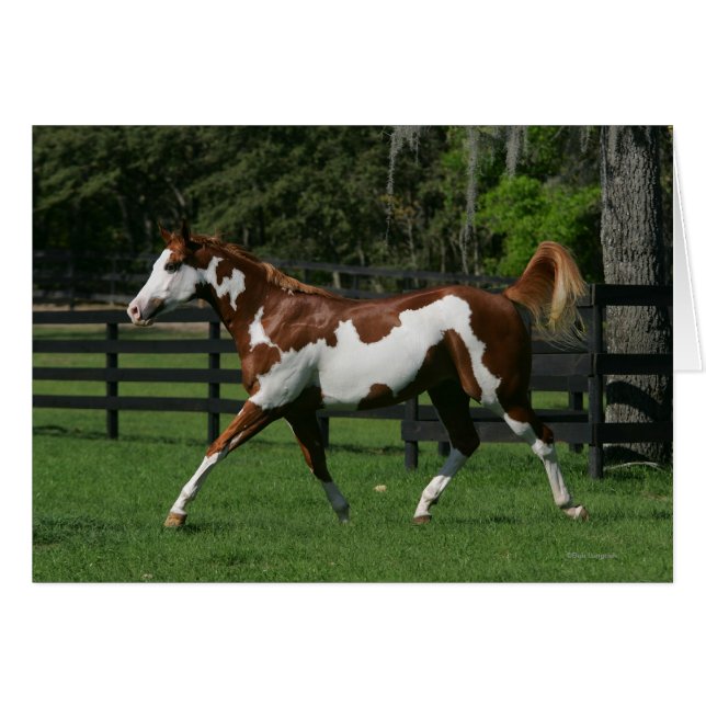 Paint Horse Running 1 Hälsningskort (Framsidan Horizontal)