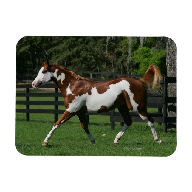 Paint Horse Running 1 Magnet (Horisontell)