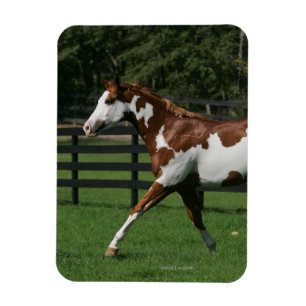 Paint Horse Running 1 Magnet