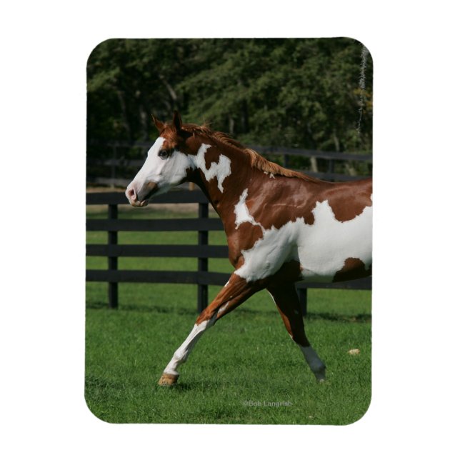 Paint Horse Running 1 Magnet (Vertikal)
