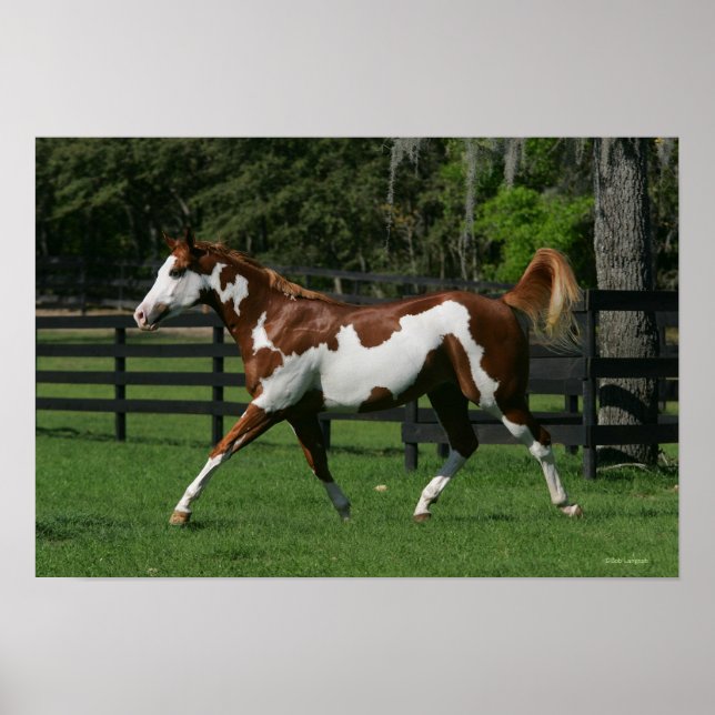 Paint Horse Running 1 Poster (Framsidan)