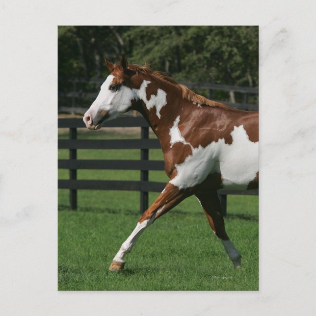 Paint Horse Running 1 Vykort (Framsida)