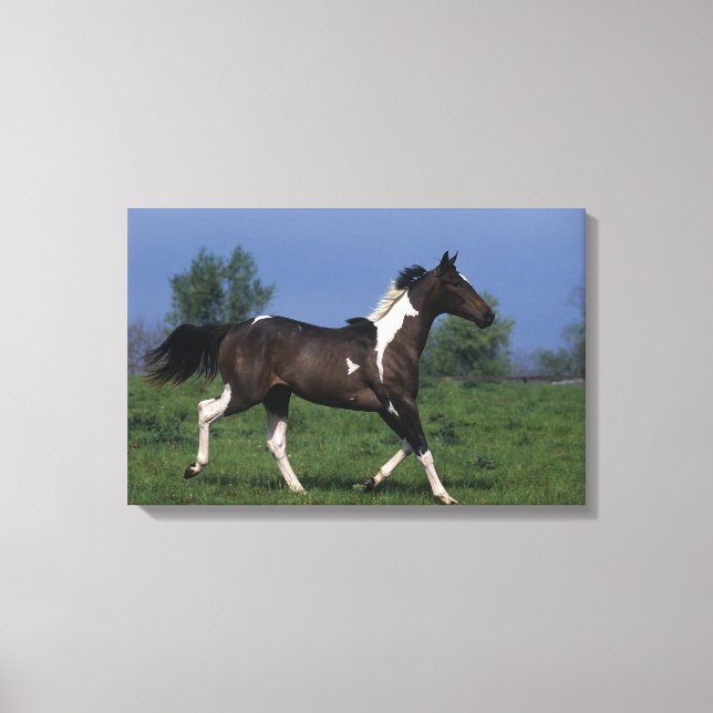 Paint Horse Running 2 Canvastryck (Framsida)