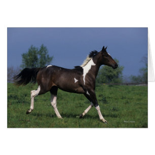 Paint Horse Running 2 Hälsningskort