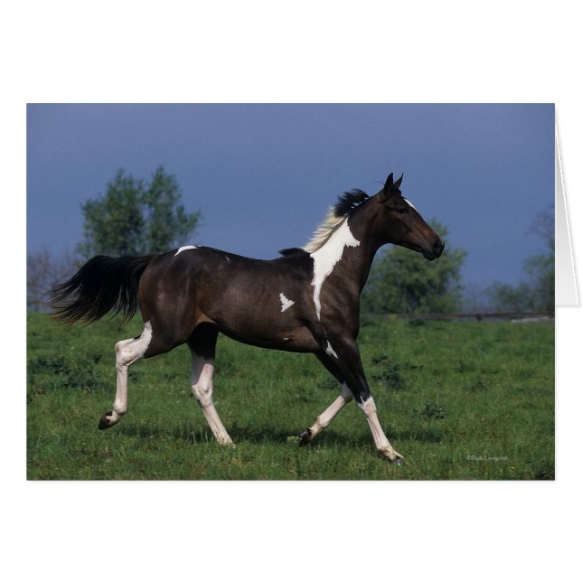 Paint Horse Running 2 Hälsningskort (Framsidan Horizontal)