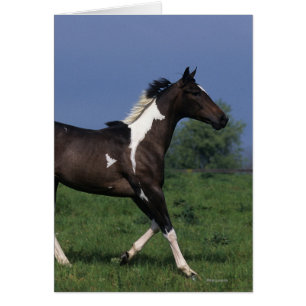 Paint Horse Running 2 Hälsningskort