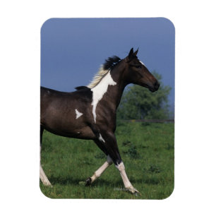 Paint Horse Running 2 Magnet