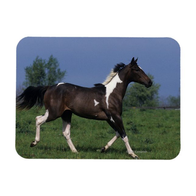 Paint Horse Running 2 Magnet (Horisontell)
