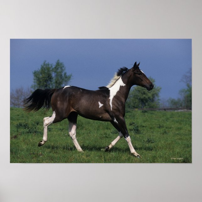 Paint Horse Running 2 Poster (Framsidan)