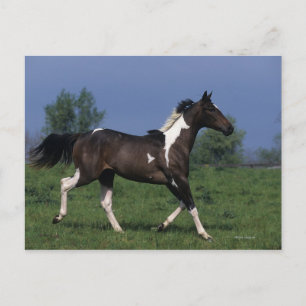 Paint Horse Running 2 Vykort