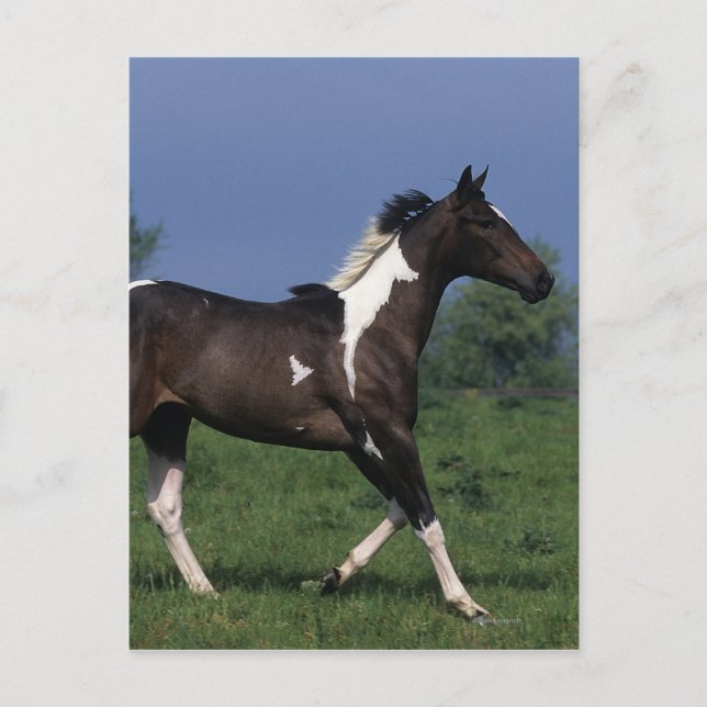 Paint Horse Running 2 Vykort (Framsida)