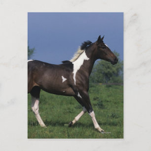 Paint Horse Running 2 Vykort