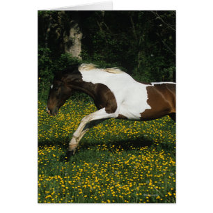 Paint Horse Running i Fält i Flowers Hälsningskort