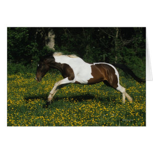 Paint Horse Running i Fält i Flowers Hälsningskort
