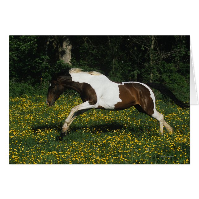 Paint Horse Running i Fält i Flowers Hälsningskort (Framsidan Horizontal)