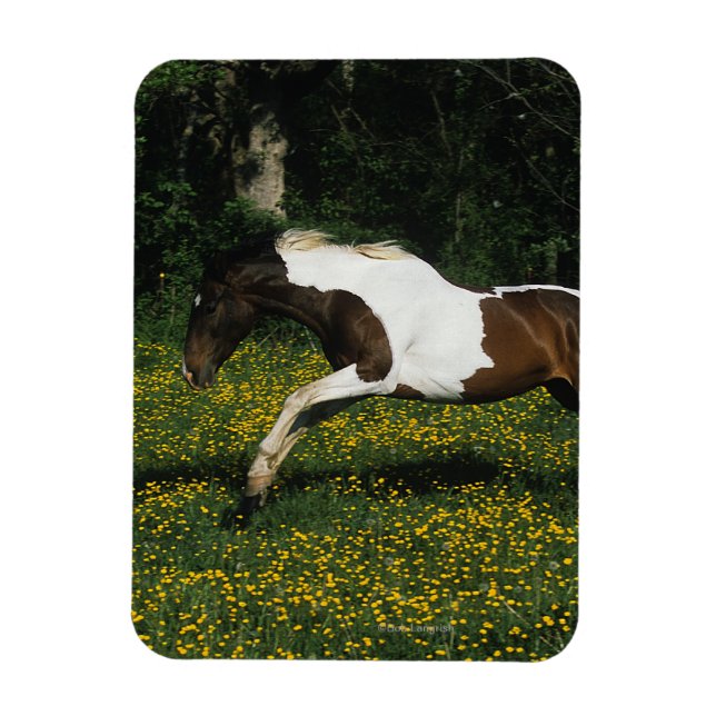 Paint Horse Running i Fält i Flowers Magnet (Vertikal)