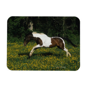 Paint Horse Running i Fält i Flowers Magnet