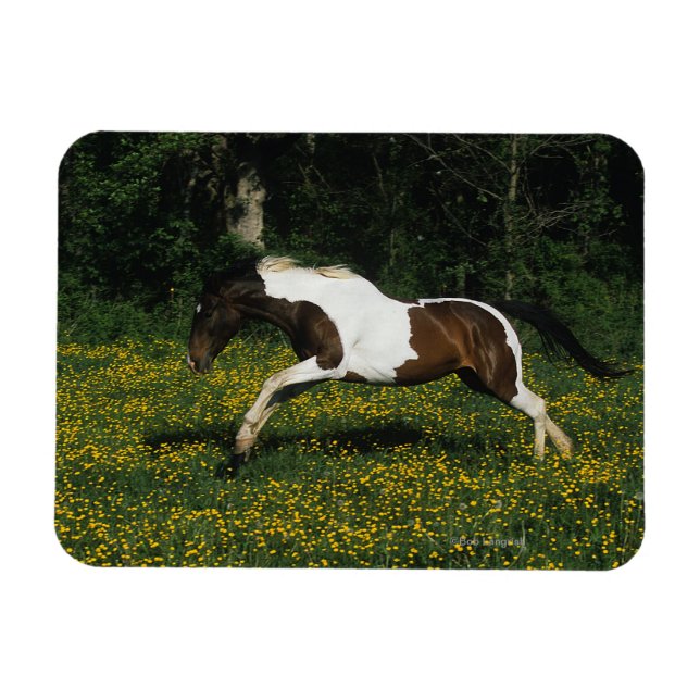 Paint Horse Running i Fält i Flowers Magnet (Horisontell)