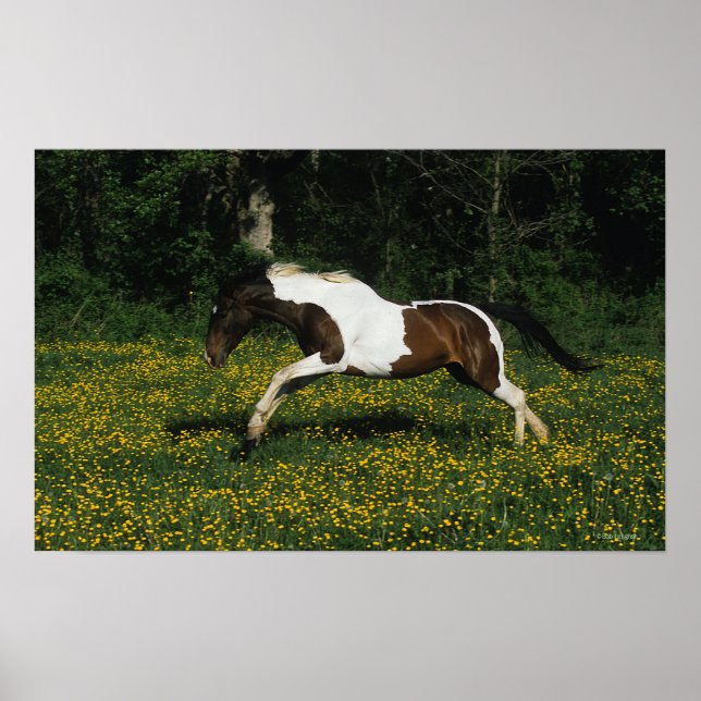 Paint Horse Running i Fält i Flowers Poster (Framsidan)