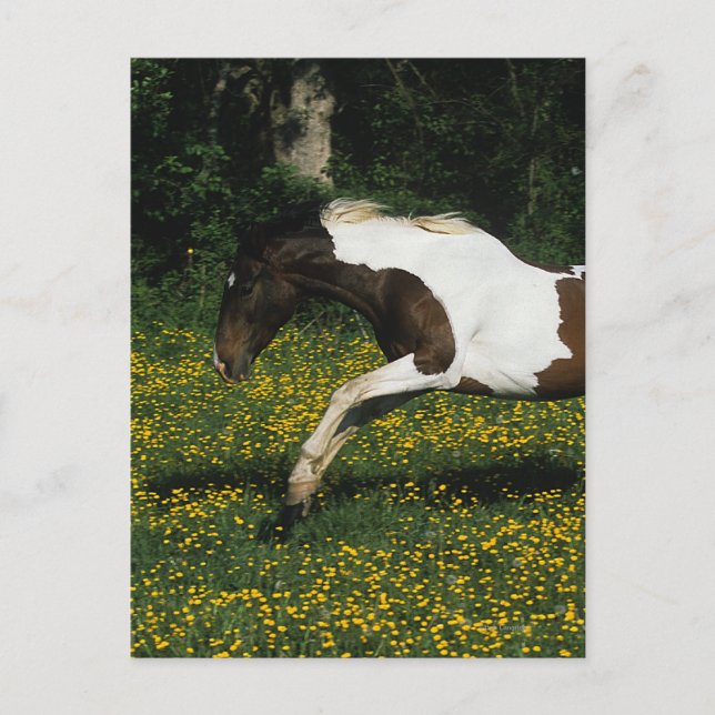 Paint Horse Running i Fält i Flowers Vykort (Framsida)