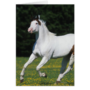 Paint Horse Running i Grassy Fält Hälsningskort
