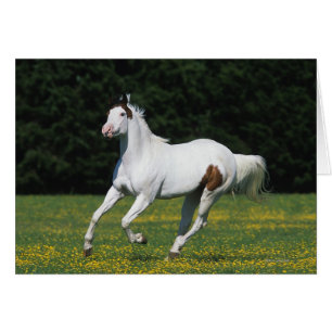 Paint Horse Running i Grassy Fält Hälsningskort