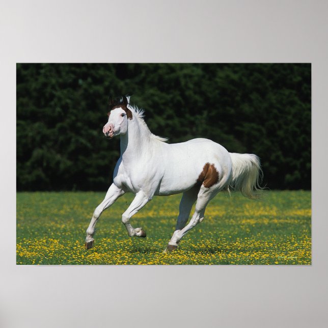 Paint Horse Running i Grassy Fält Poster (Framsidan)