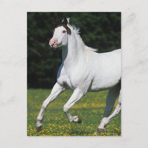 Paint Horse Running i Grassy Fält Vykort