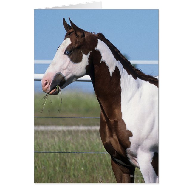 Paint Horse Ständiga Hälsningskort (Framsidan)