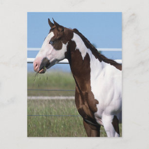 Paint Horse Ständiga Vykort