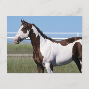 Paint Horse Ständiga Vykort