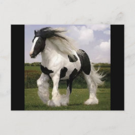 Paint Horse vykort