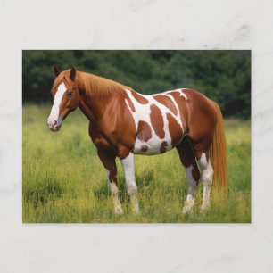 Paint Horse Vykort