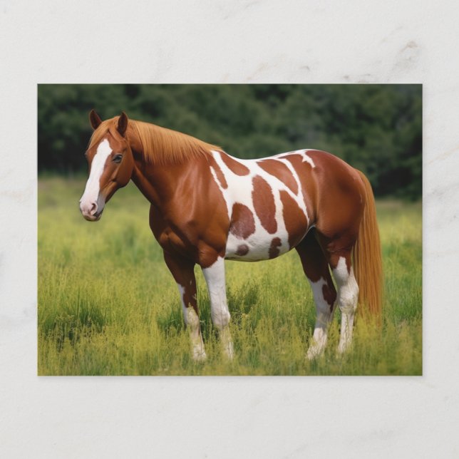 Paint Horse Vykort (Framsida)